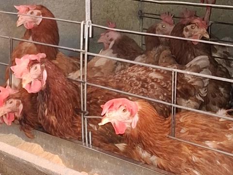 18 hónapos tojotyúkok eladók 18 hónapos tojotyúkok eladók
