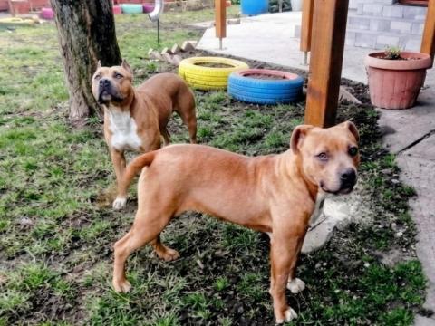 Amerikai staffordshire terrier