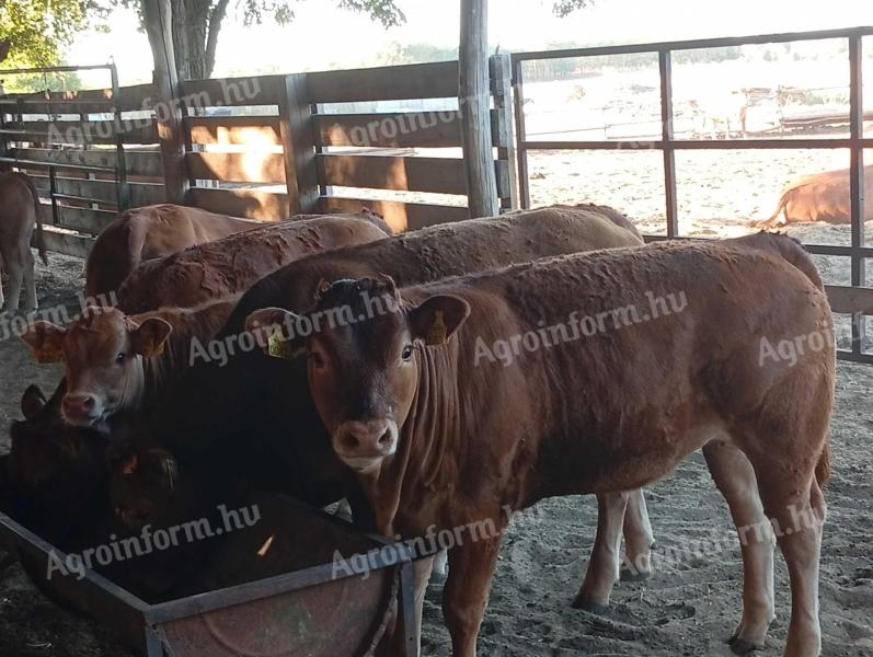 Limousin borjak eladók