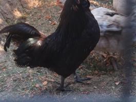 Ayam Cemani ivaréret kakas eladó