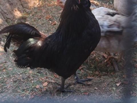 Ayam Cemani ivaréret kakas eladó Ayam Cemani ivaréret kakas eladó