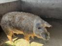Szőke mangalica kan
