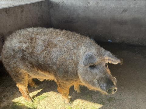 Szőke mangalica kan