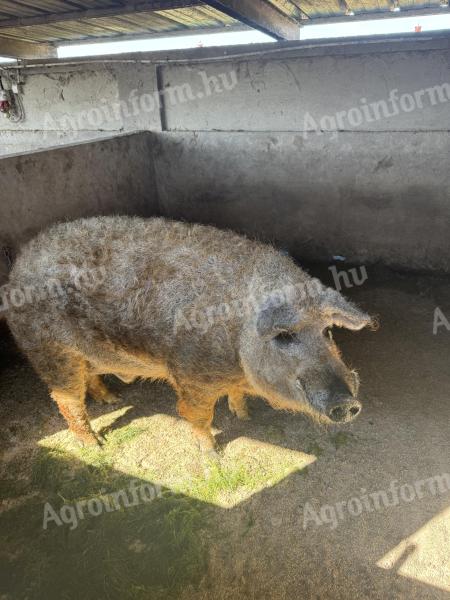 Szőke mangalica kan