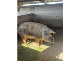 Szőke mangalica kan