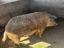 Szőke mangalica kan