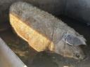 Szőke mangalica kan
