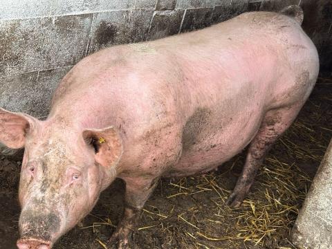Előhasú auguszt 19 ellő topigs Tempo gyönyörű koca eladó