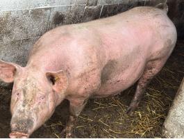 Előhasú auguszt 19 ellő topigs Tempo gyönyörű koca eladó