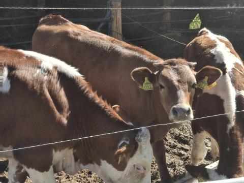 Magyartarka és limousin üszők Magyartarka és limousin üszők