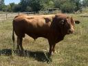 Eladó 2 db törzskönyves limousin tenyész bika hármasmentes állományból (1 homozigóta,  1 heterozigóta szarvatlan)