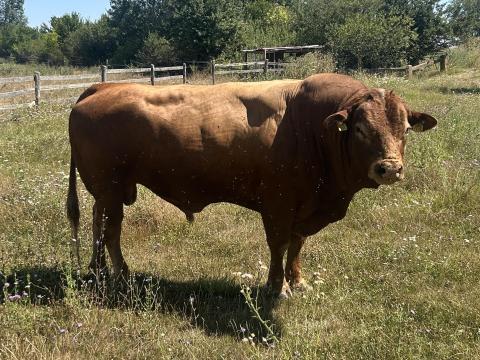 Eladó 2 db törzskönyves limousin tenyész bika hármasmentes állományból (1 homozigóta,  1 heterozigóta szarvatlan)
