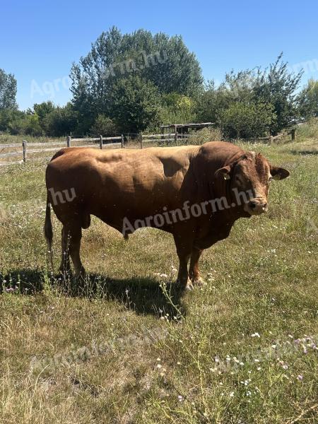 Eladó 2 db törzskönyves limousin tenyész bika hármasmentes állományból (1 homozigóta,  1 heterozigóta szarvatlan)