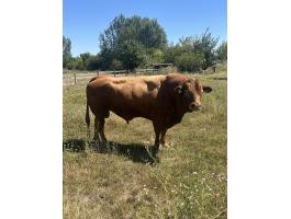 Eladó 2 db törzskönyves limousin tenyész bika hármasmentes állományból (1 homozigóta,  1 heterozigóta szarvatlan)