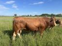 Eladó 2 db törzskönyves limousin tenyész bika hármasmentes állományból (1 homozigóta,  1 heterozigóta szarvatlan)