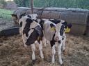 Holstein bika borjú