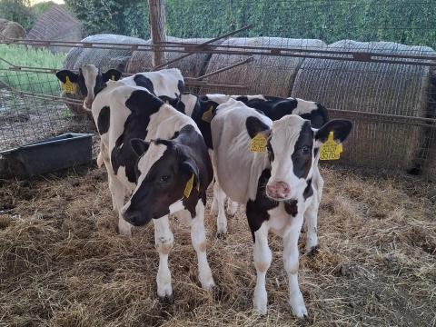 Holstein bika borjú