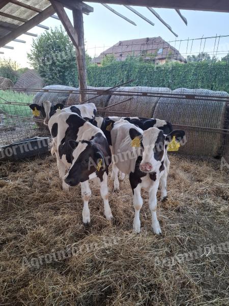 Holstein bika borjú