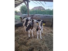 Holstein bika borjú