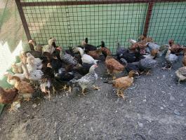 11 hetes kettőshasznú csirkék eladók