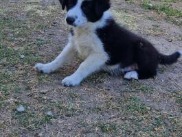 Border Collie kiskutya
