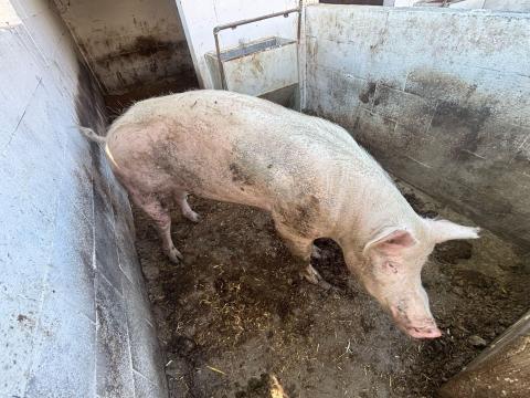 Danbred aktív kan eladó Danbred aktív kan eladó