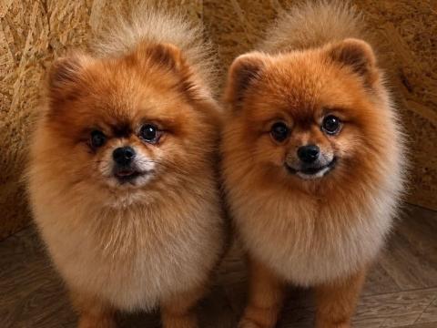 Két pomerániai spitz kiskutya eladó Két pomerániai spitz kiskutya eladó