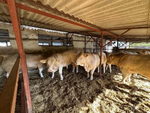 Charolais tenyészbikák eladók Charolais tenyészbikák eladók