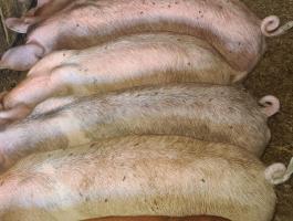 Eladó 10 db 30-35 kg-os süldő