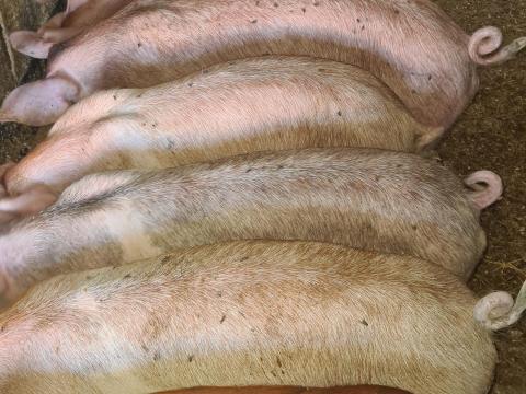 Eladó 10 db 30-35 kg-os süldő Eladó 10 db 30-35 kg-os süldő