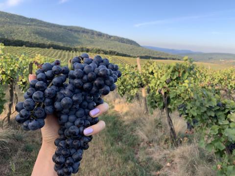 Eladó Pinot Noir és Zweigelt borszőlő Eladó Pinot Noir és Zweigelt borszőlő