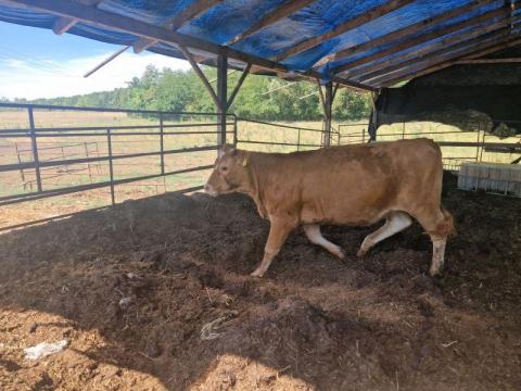 Limousin üsző eladó Limousin üsző eladó