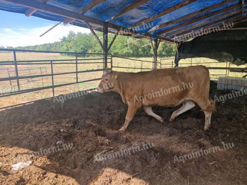 Limousin üsző eladó