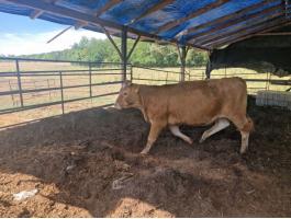 Limousin üsző eladó