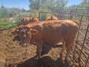 Limousin üsző eladó