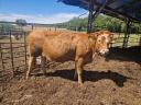 Limousin üsző eladó