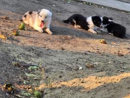  Border Collie kiskutyák gazdit keresnek
