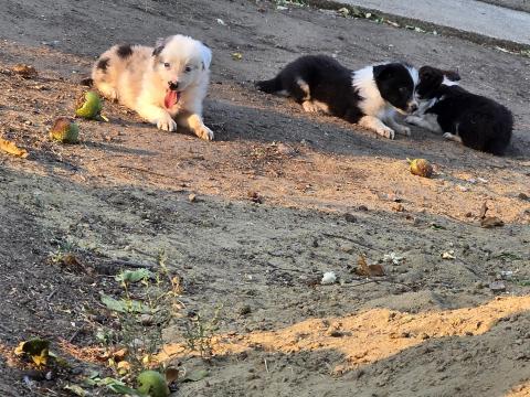 Border Collie kiskutyák gazdit keresnek Border Collie kiskutyák gazdit keresnek