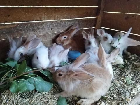 3 hònapos keverék nyuszik máshol ugrándoznának