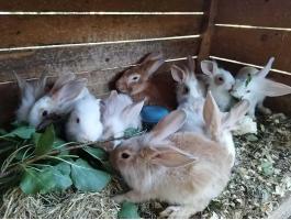 3 hònapos keverék nyuszik máshol ugrándoznának