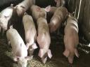 8 hetes választási malacok