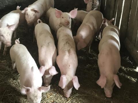 8 hetes választási malacok 8 hetes választási malacok