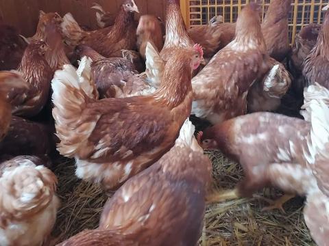 Eladó vörös tojók Eladó vörös tojók