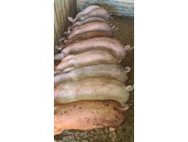 Eladó 10 db 35 kg-os süldő