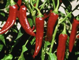 Szegedi 80-as fűszerpaprika