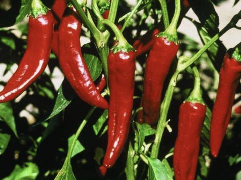 Szegedi 80-as fűszerpaprika Szegedi 80-as fűszerpaprika