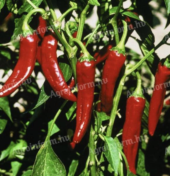 Szegedi 80-as fűszerpaprika