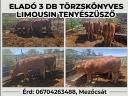 3 db limousin törzskönyves tenyészüsző eladó