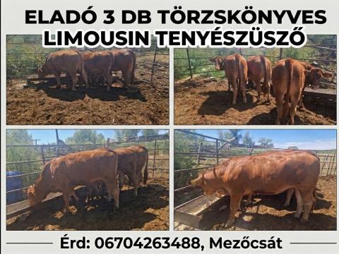 3 db limousin törzskönyves tenyészüsző eladó 3 db limousin törzskönyves tenyészüsző eladó