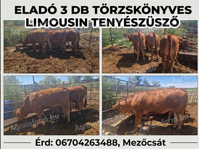 3 db limousin törzskönyves tenyészüsző eladó